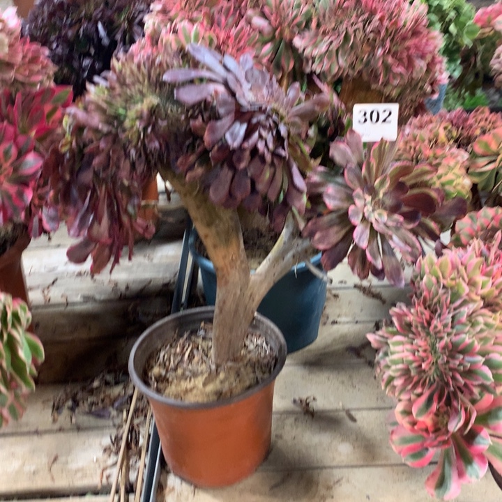 302水墨画缀多肉法师