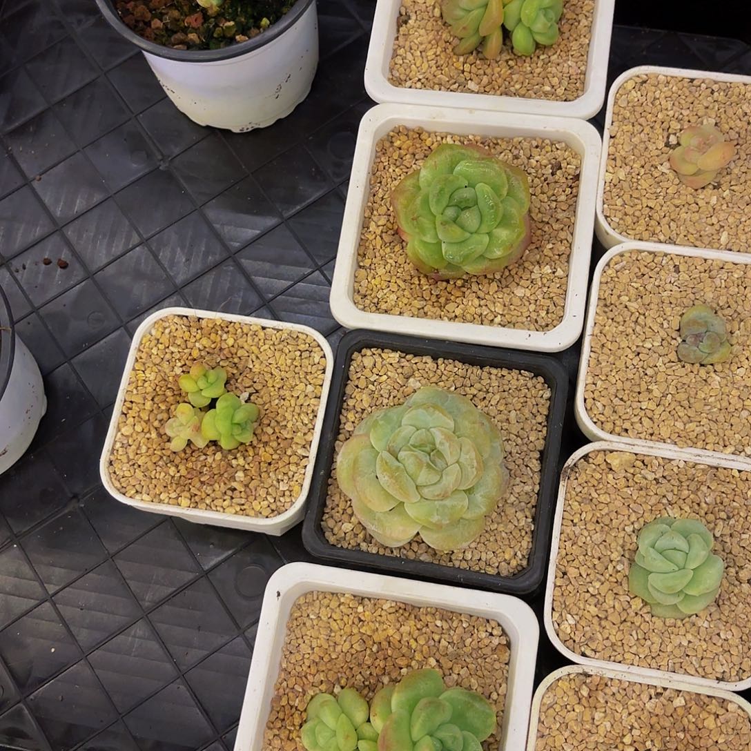 W***？啦啦啦啦啦啦啦啦啦