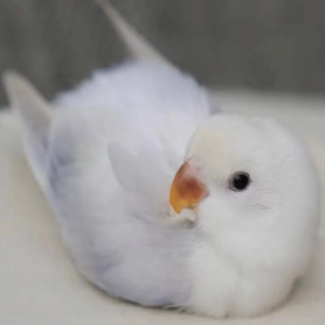 紫依莎牡丹鹦鹉活体幼鸟宠物包邮到家苹果绿