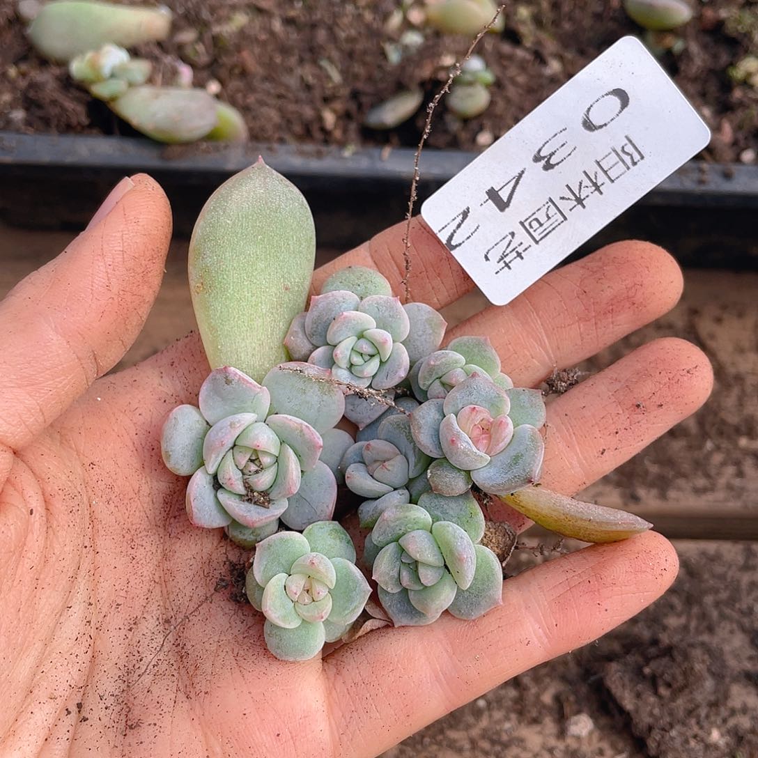 多肉植物多破植物342