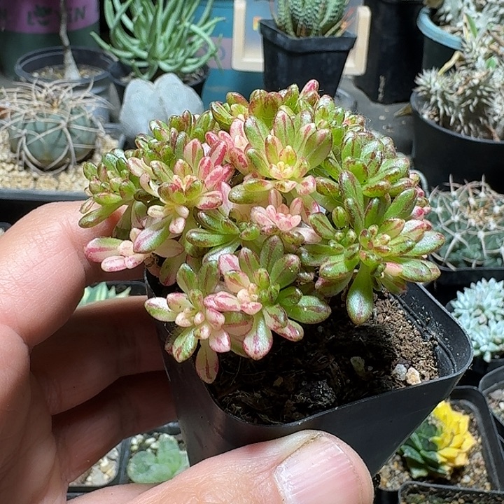 248小人祭锦带盆发货