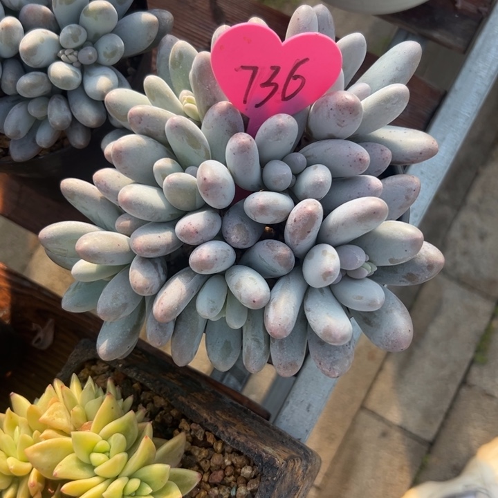 酷***我多肉植物一物一拍