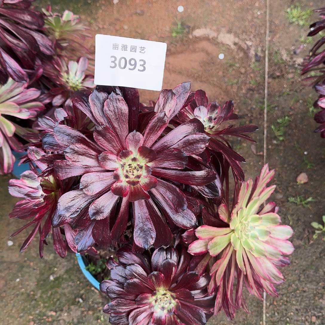 多肉植物繁花3093不售后