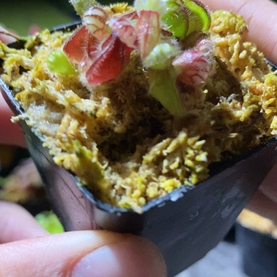 完全开放土瓶一盆