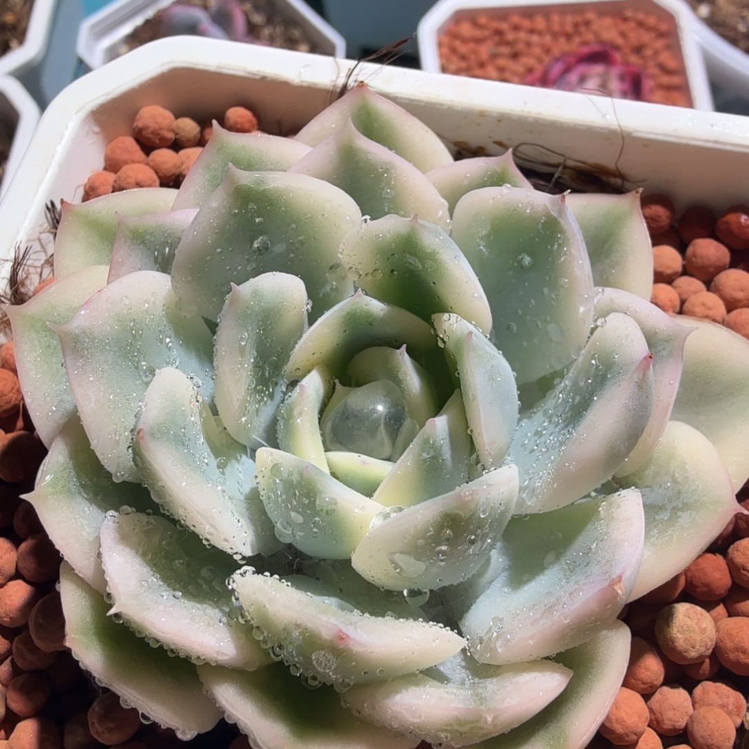 月亮仙子锦，多肉植物