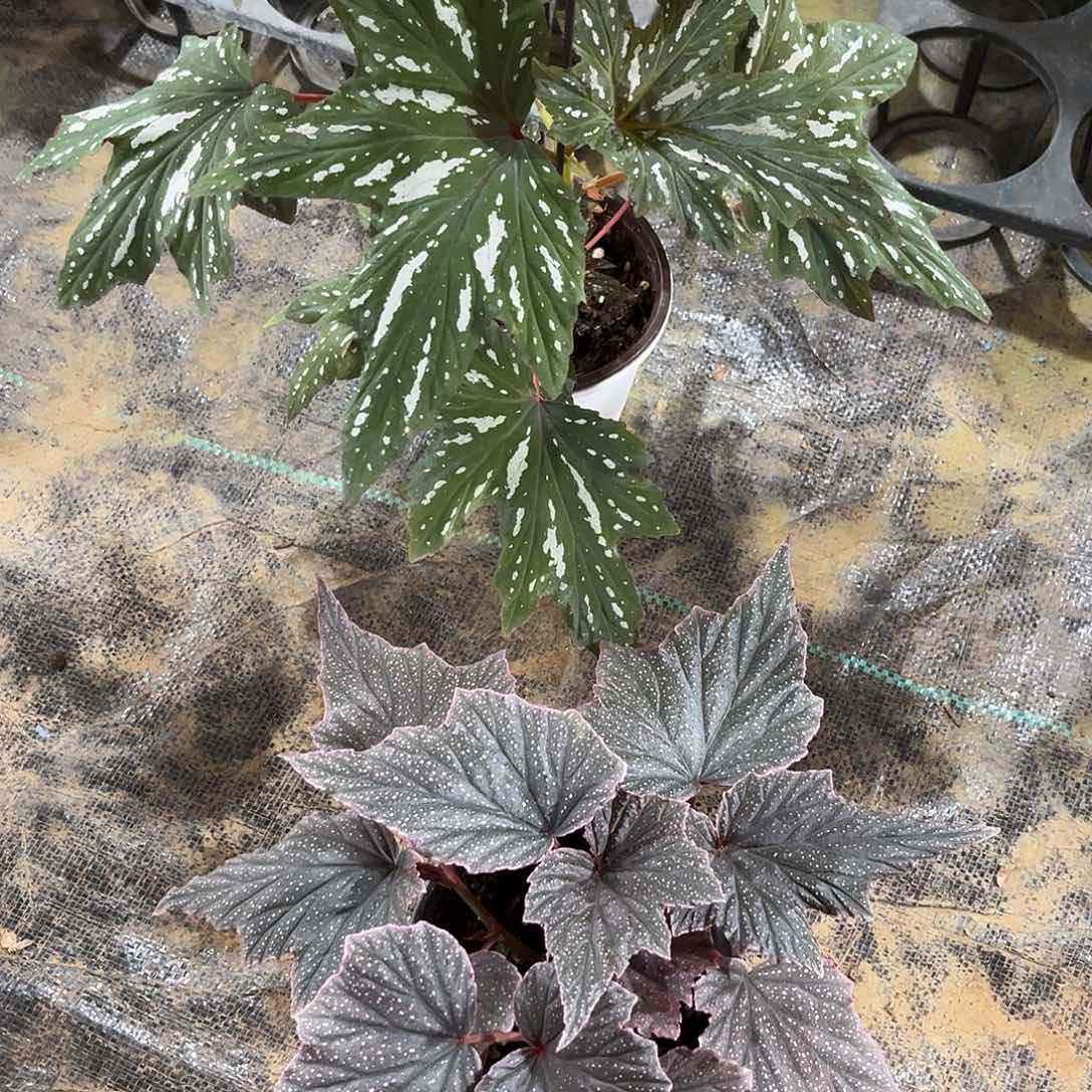 不开花植物屋头风铃粉红豹