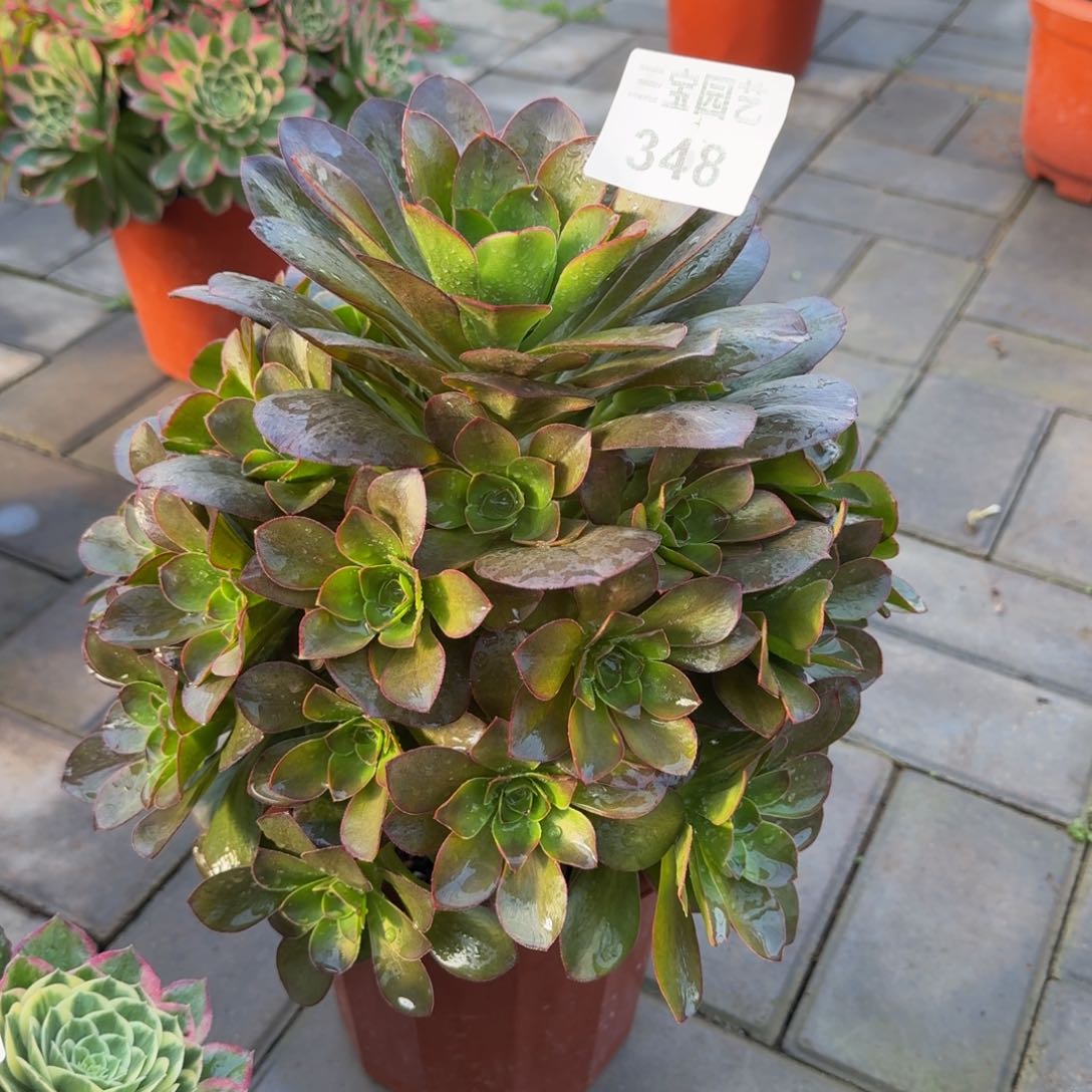 多肉植物348美金