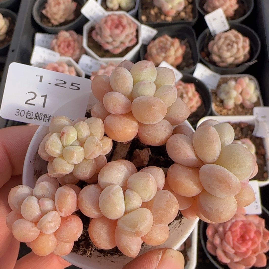 泡泡糖五头老桩一颗