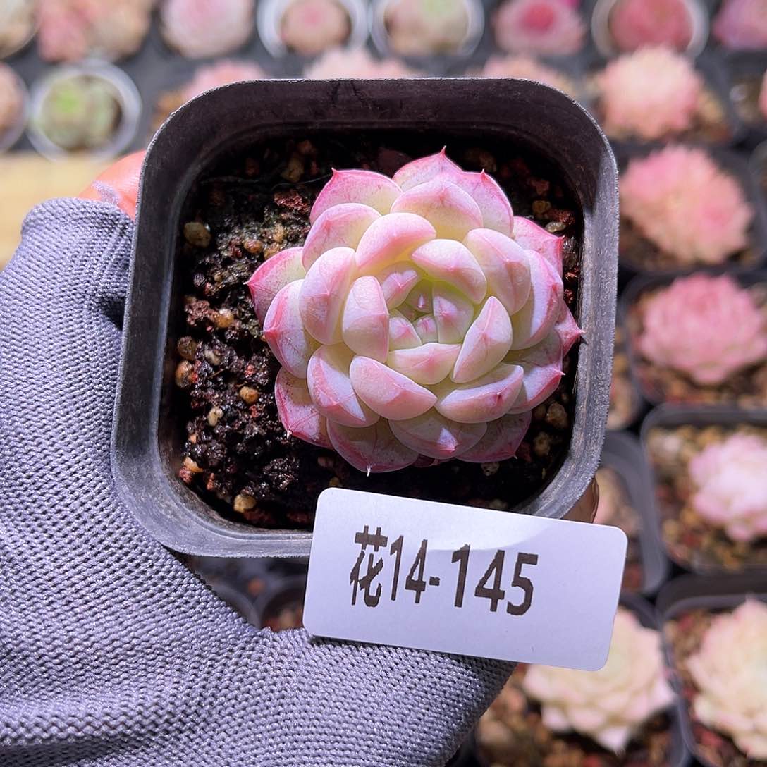 花14-145白桃汽水