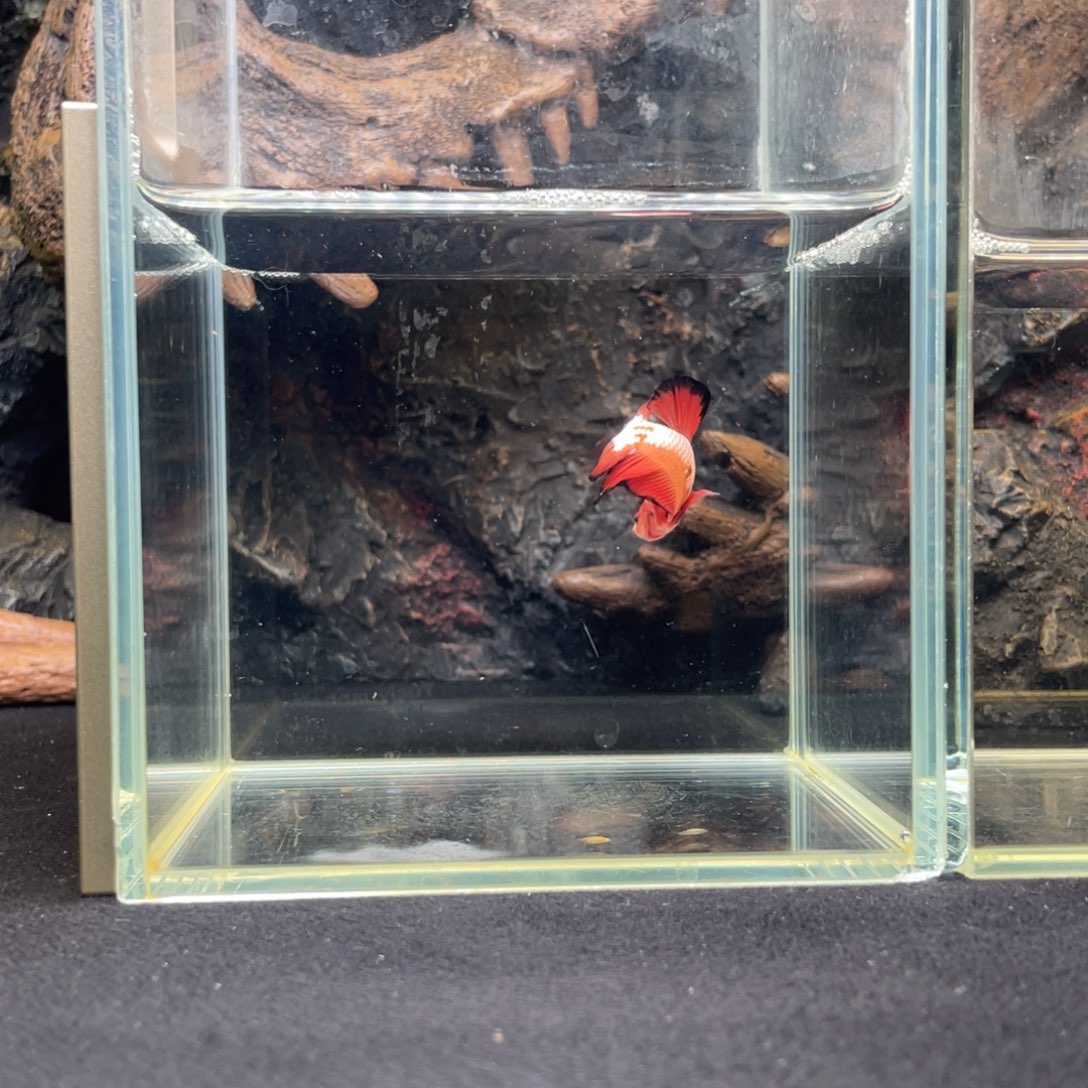 斗鱼十一月十三日竞价