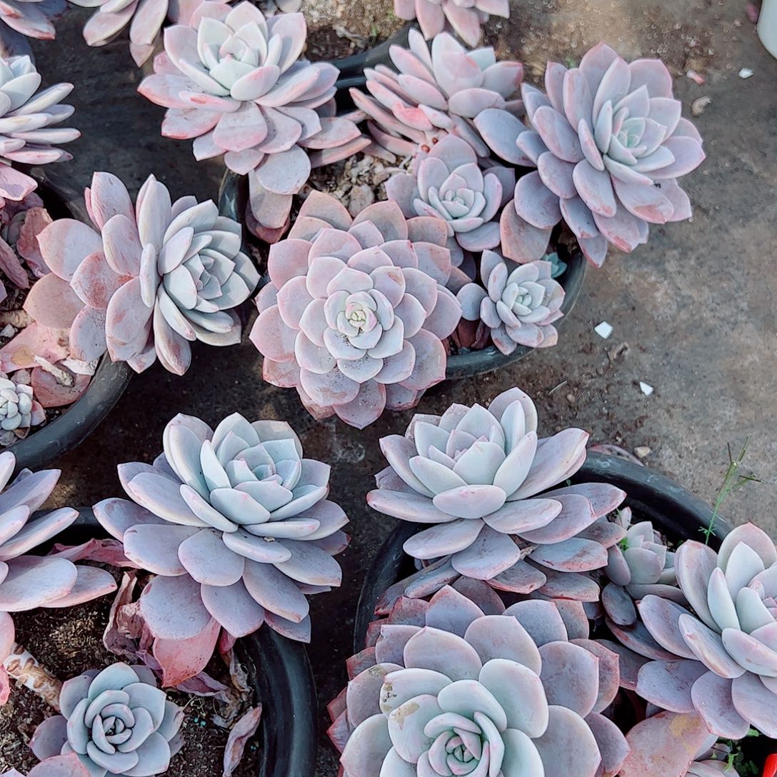 红茶多头群生精品特价