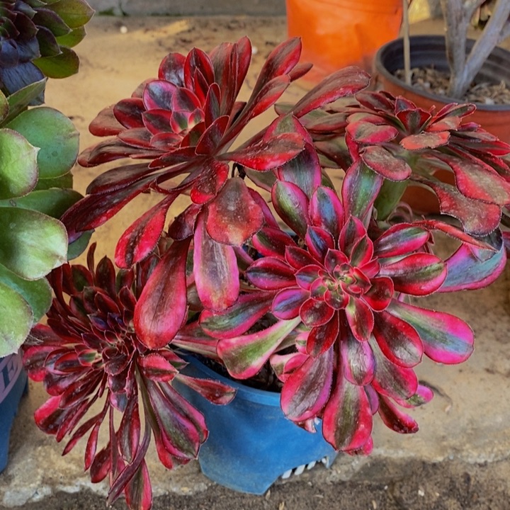 香奈儿缀化多肉1颗