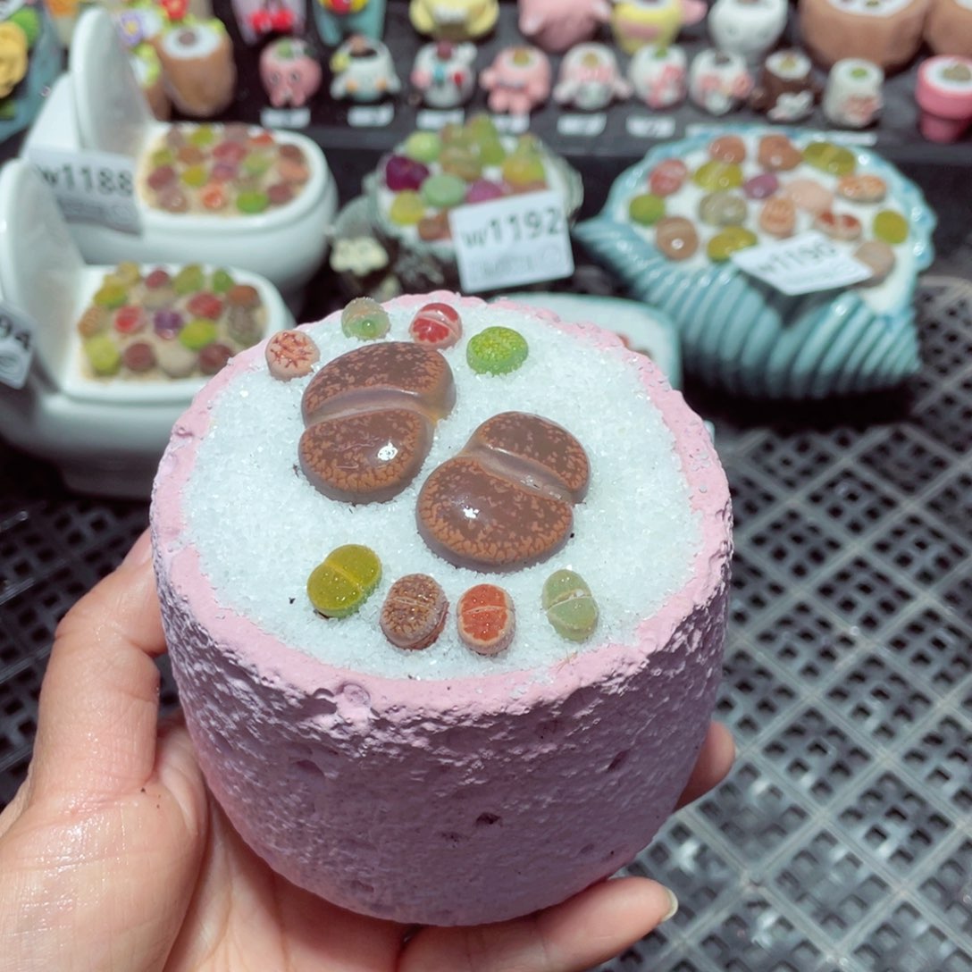 w1196 带盆土发货-零下地区拍保温箱