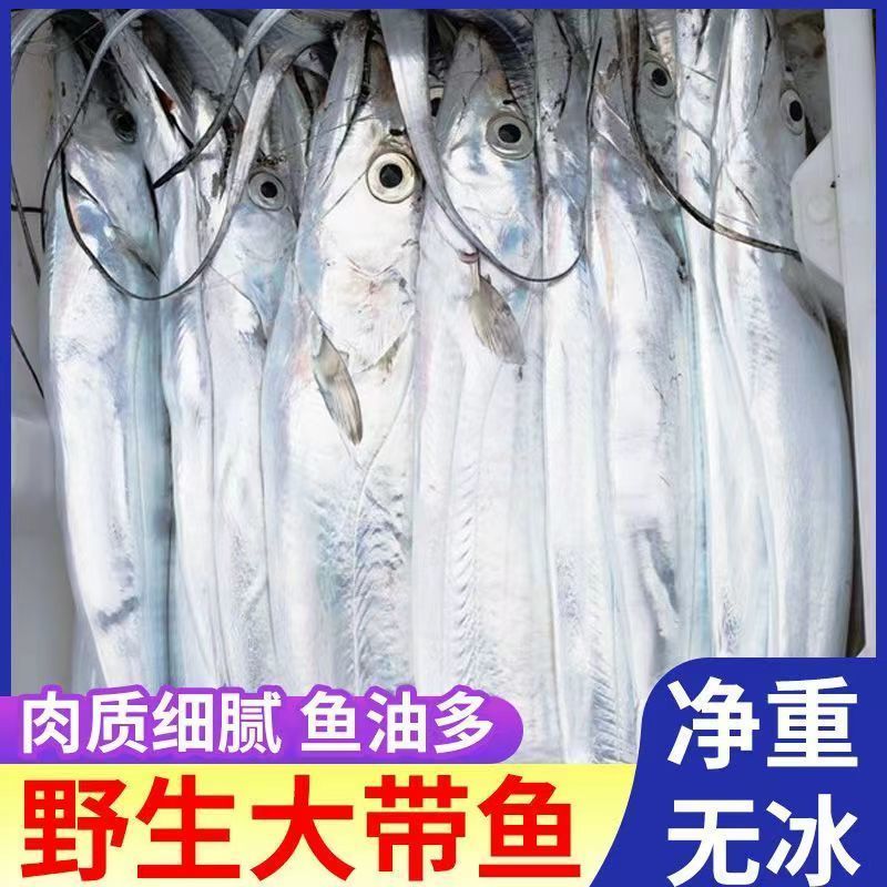 带鱼正宗海捕海钓国产野生整条发货精选码头直发油带鱼新鲜海鲜