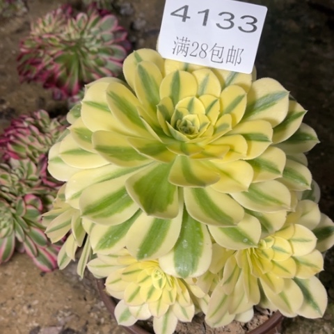 雪莲多肉多肉4133