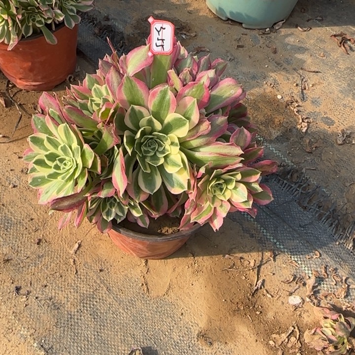 3-55白凤处理不售后多肉