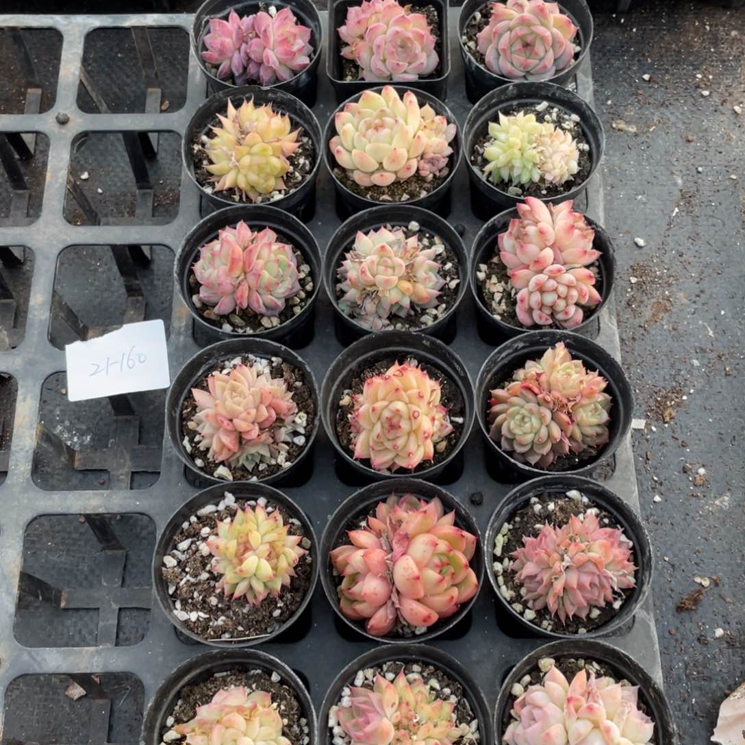 春**月一物一拍18棵21-161