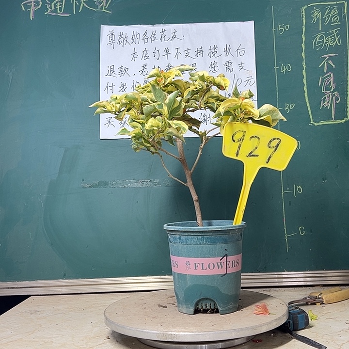当前无花栽培后可以开花金边黄 929