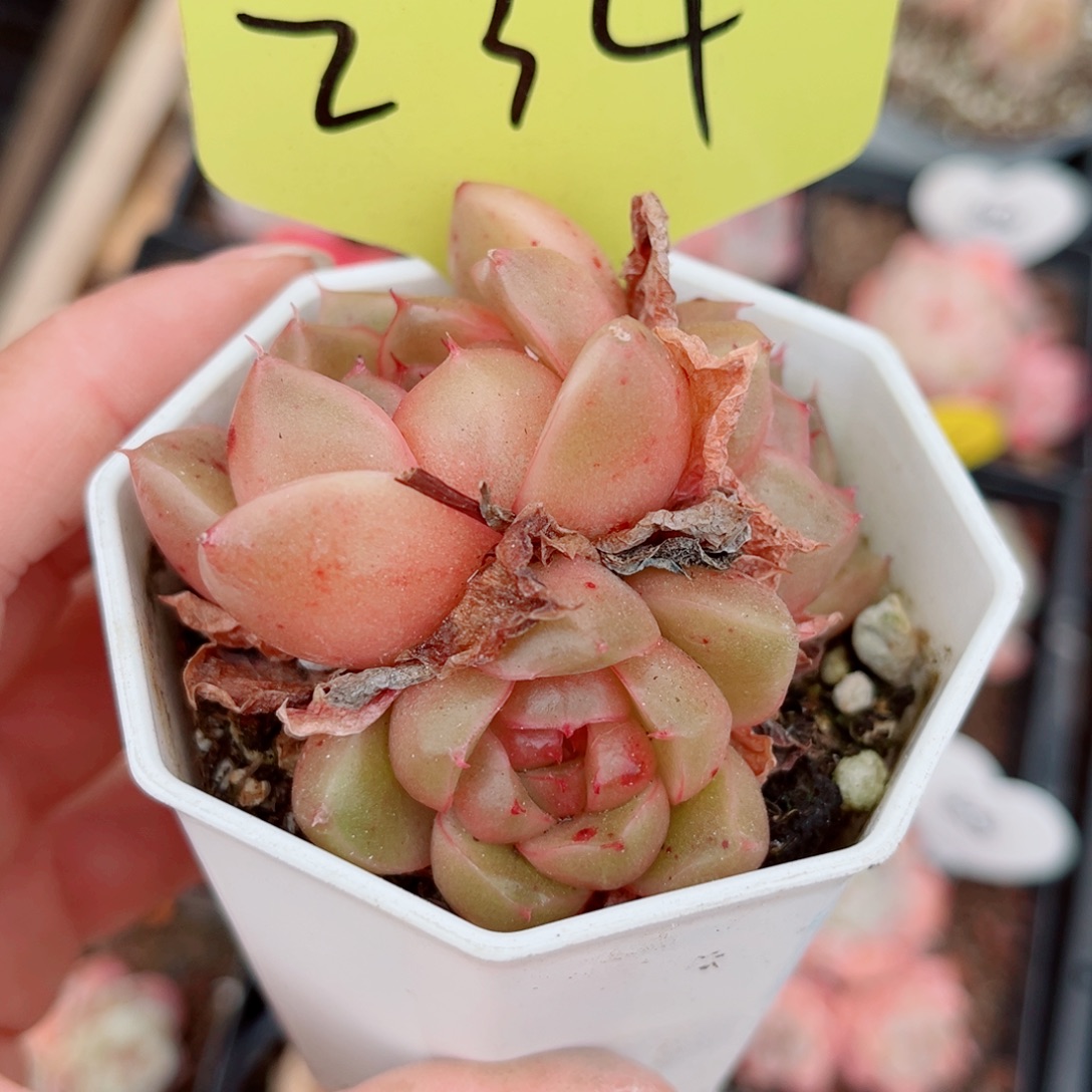 234号小老桩珍妮群