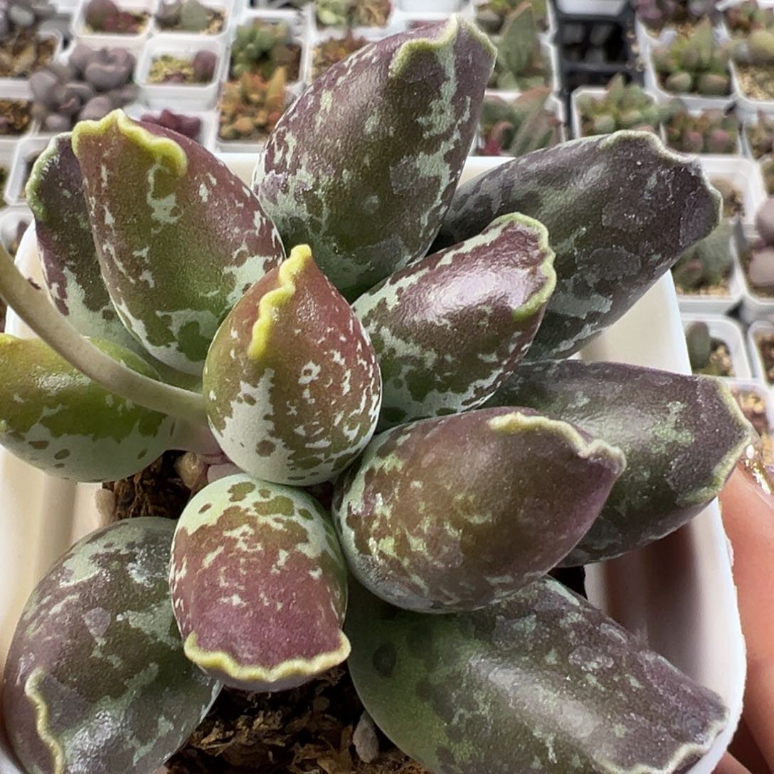 紫斑海豹多肉植物水泡