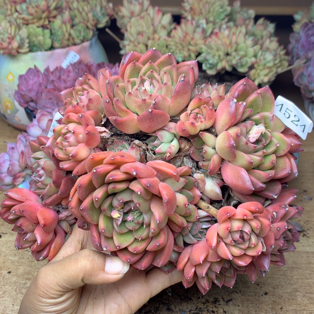 4524杂交精品基地19厘米