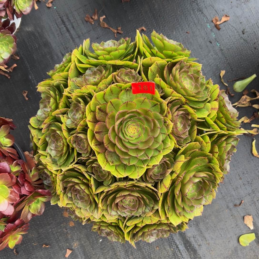 181多肉植物发货万拉丝