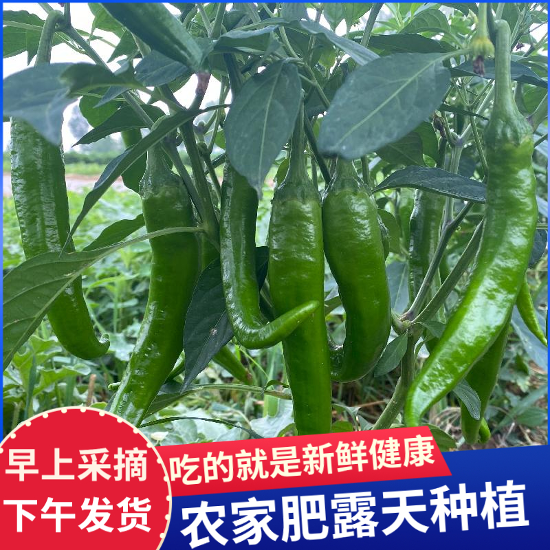 农家自种新鲜土辣椒现摘现发牛角椒羊角椒香辣多汁皮薄肉厚辣椒