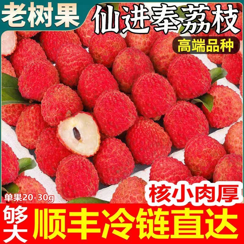 【顺丰京东】东莞仙进奉当季荔枝小核肉厚新鲜现摘果园直发一大箱L