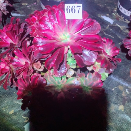 多肉植物美度纱667