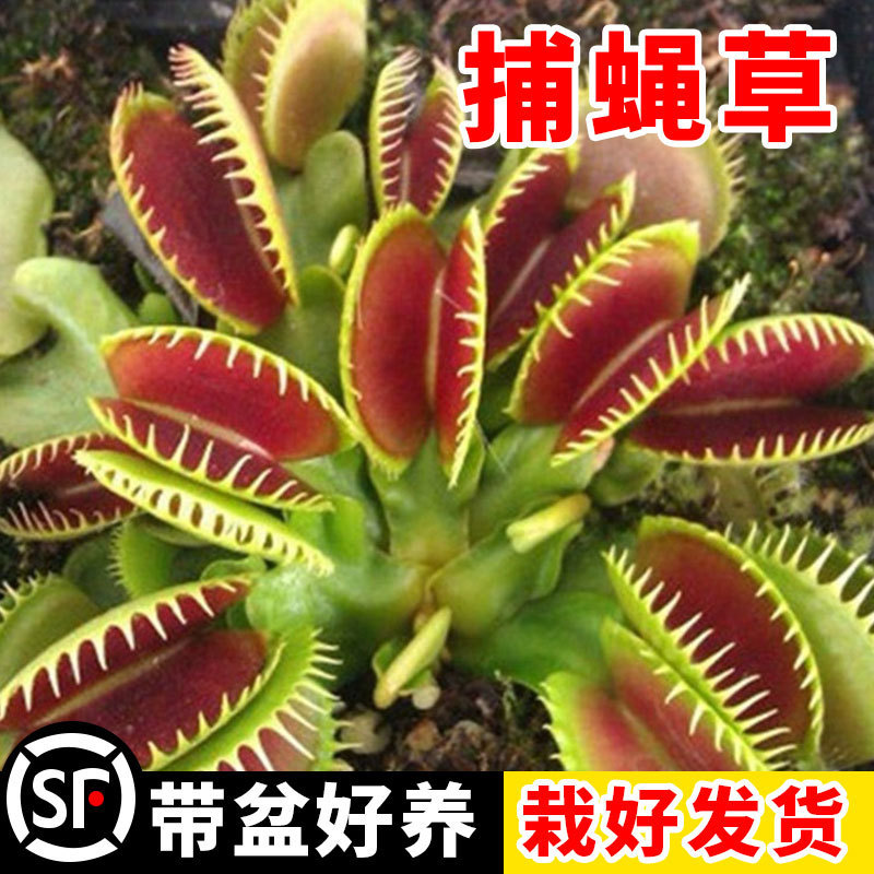 捕蝇草猪笼草盆栽食虫食人花驱蚊草花卉捕虫草趣味盆