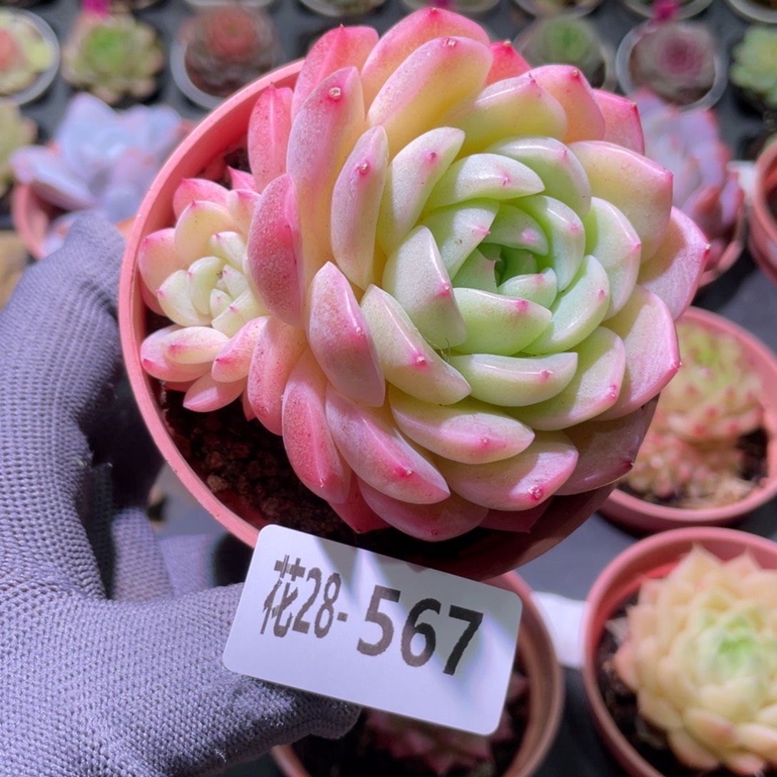 花利美28-567糖心新品