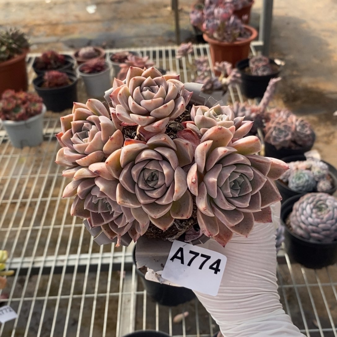 774哈利沃森一物一拍