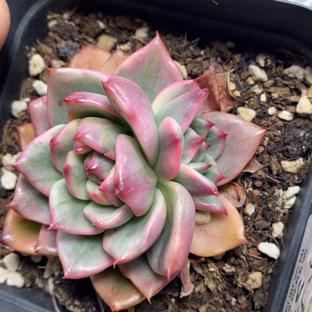 379蔚蓝乌木锦双头的