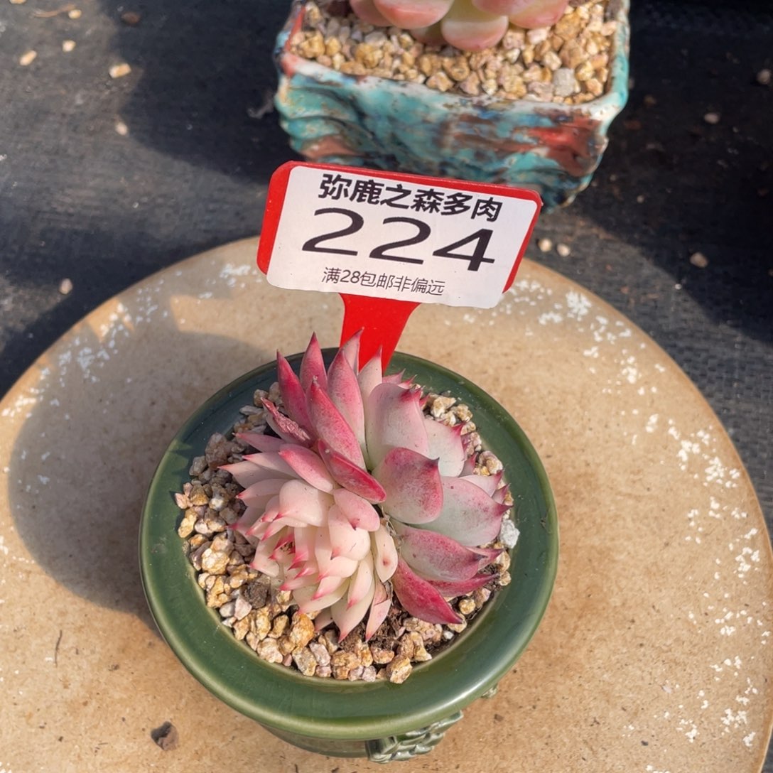 弥鹿之森多肉0224