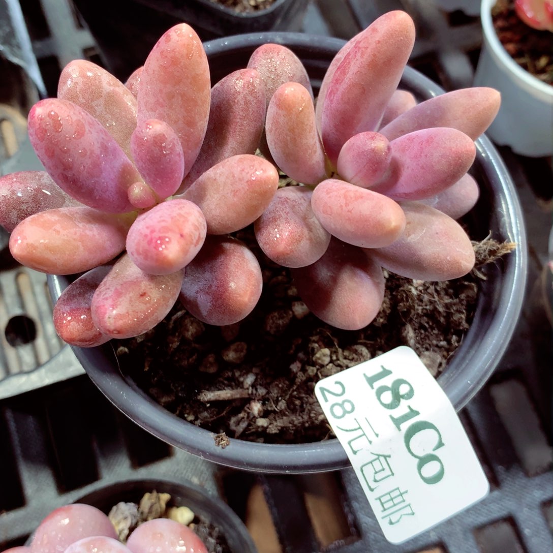 5厘米盆精控多肉181