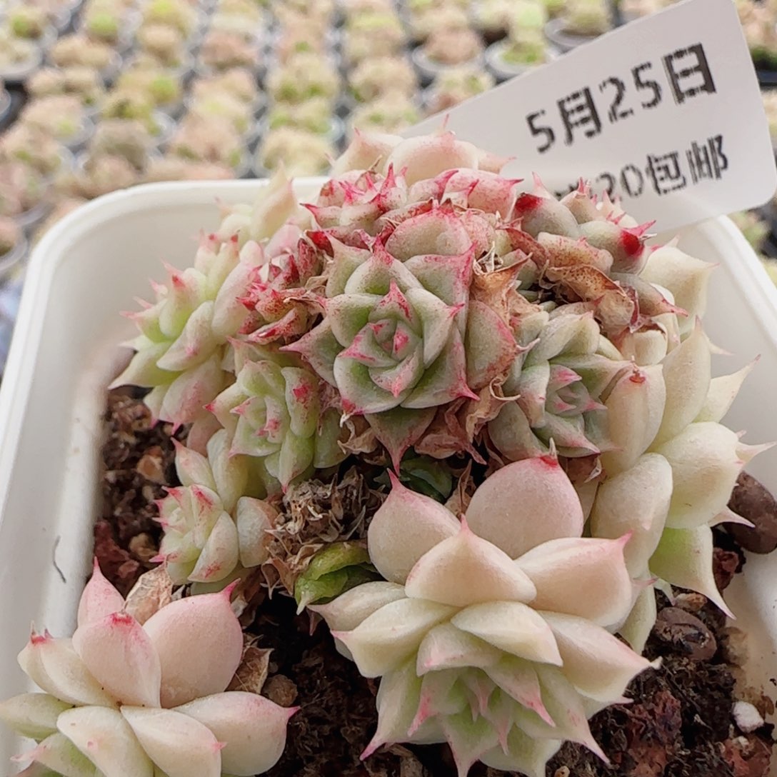 花语逸境0525-46散