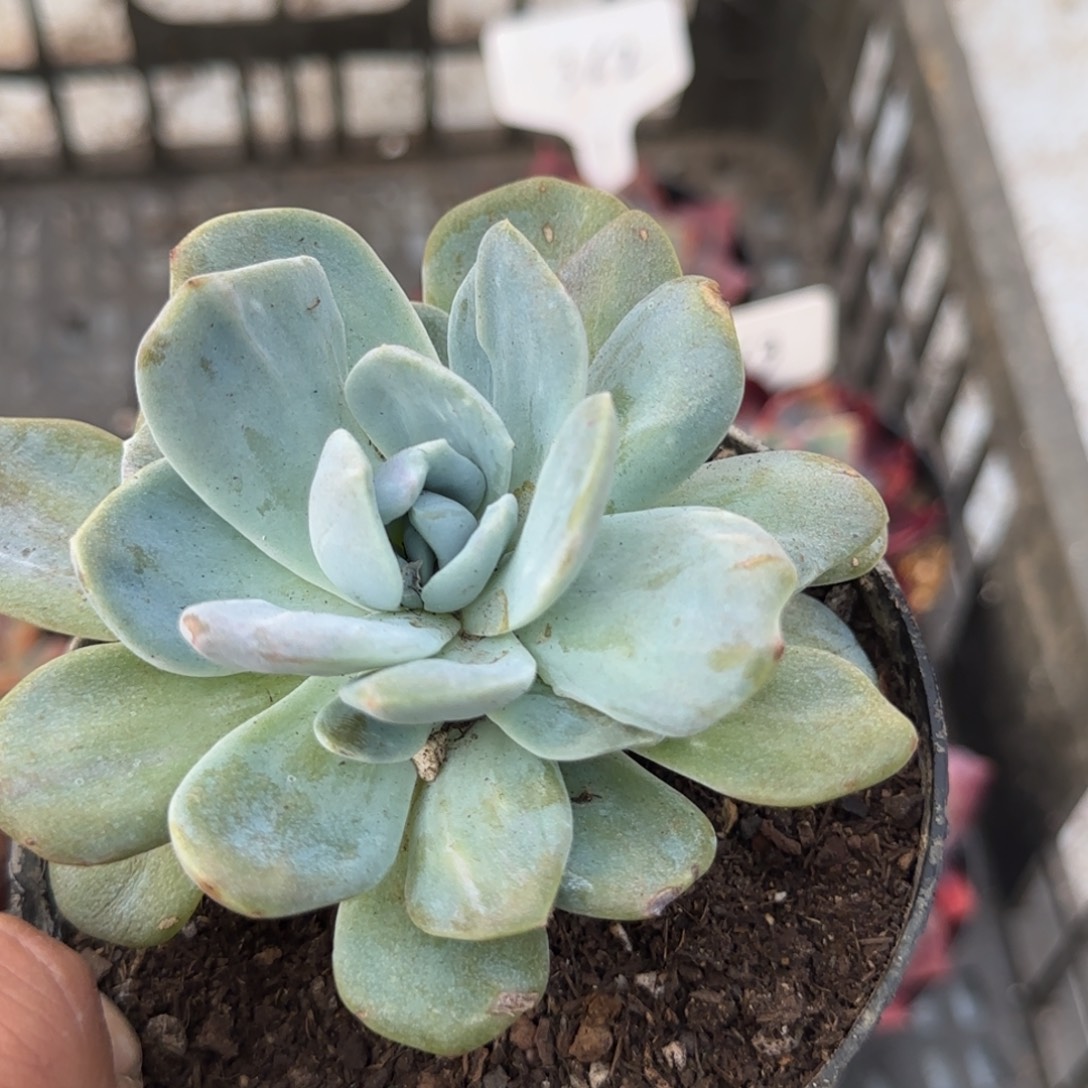 白茶石化一物一拍包装收缩花旱