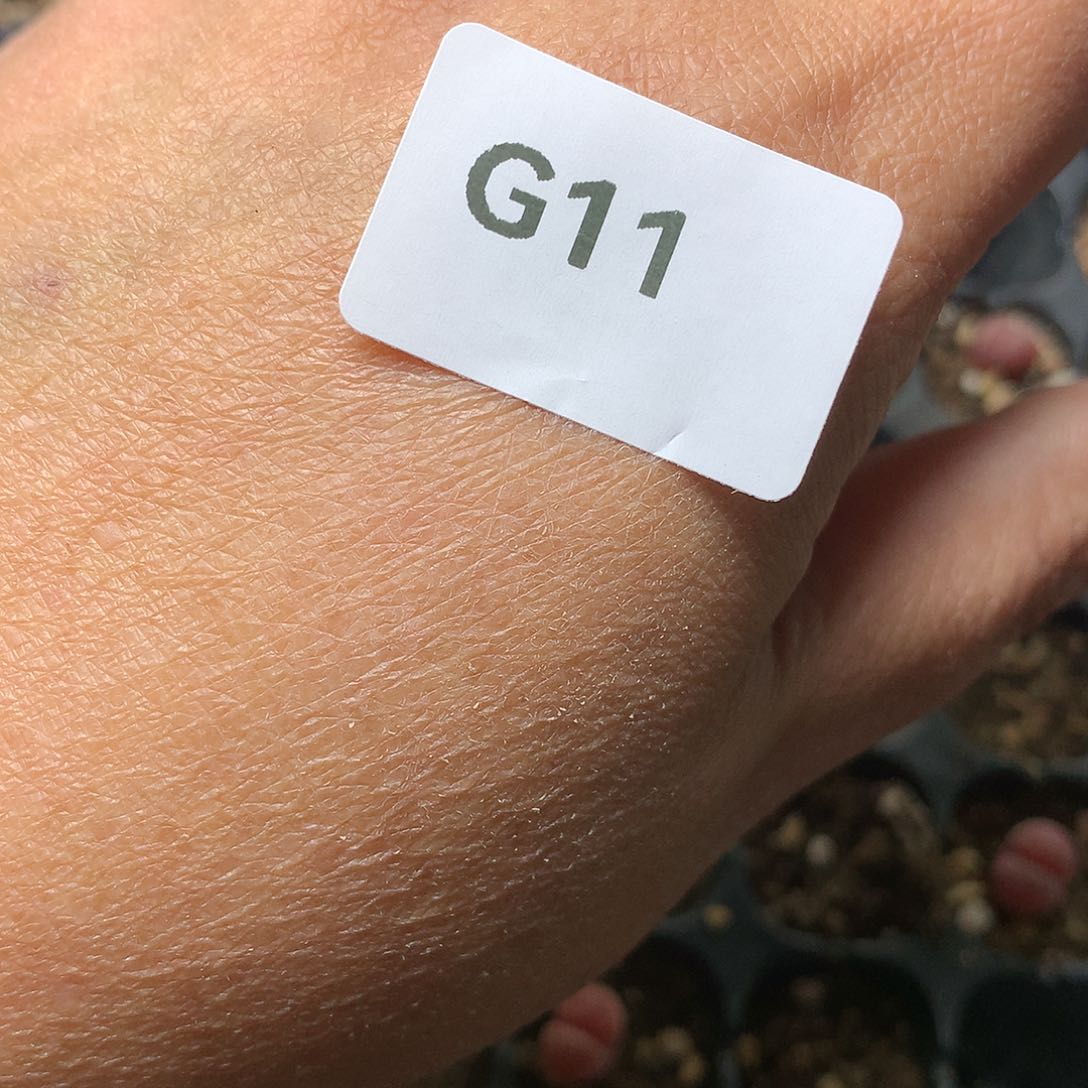 粉****心G11多肉植物保护研究所