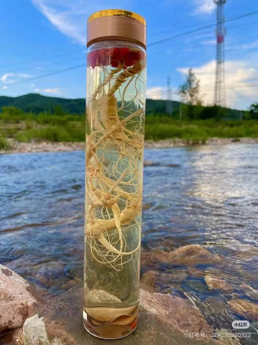 东北长白山林下参