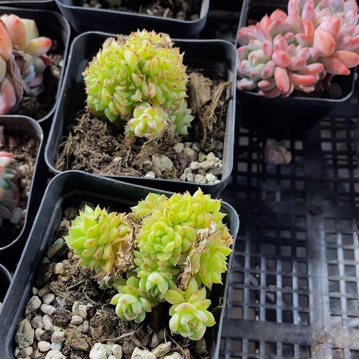 绿麦珍妮带哦土发