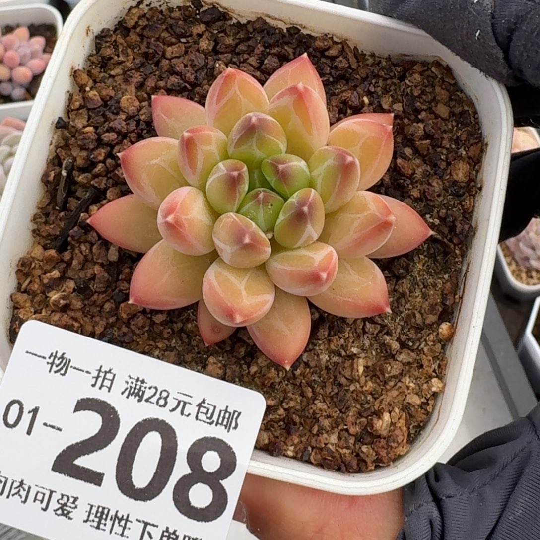 胖体青花瓷无盆土发货无盆土发货无