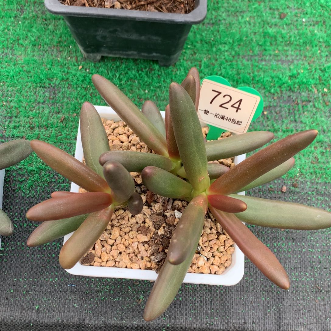 椰子树无砍一物一拍724