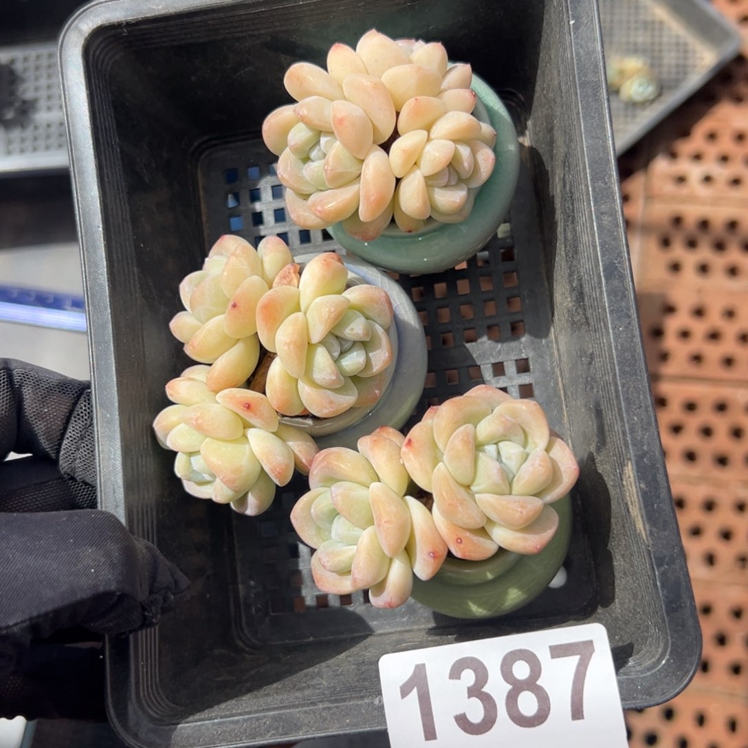 三个冰玉带盆发1387