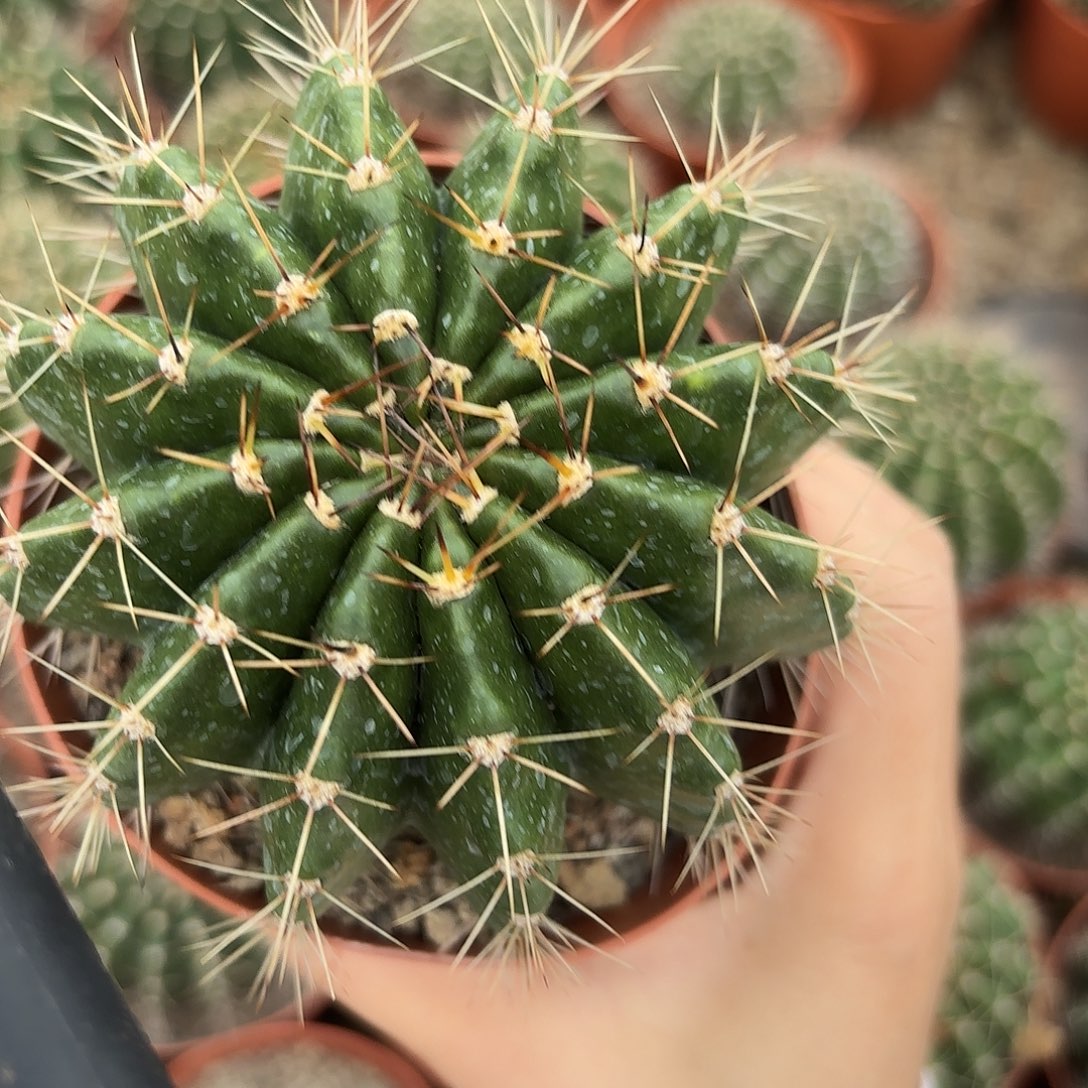 彩草羽毛系列盲拍8公分