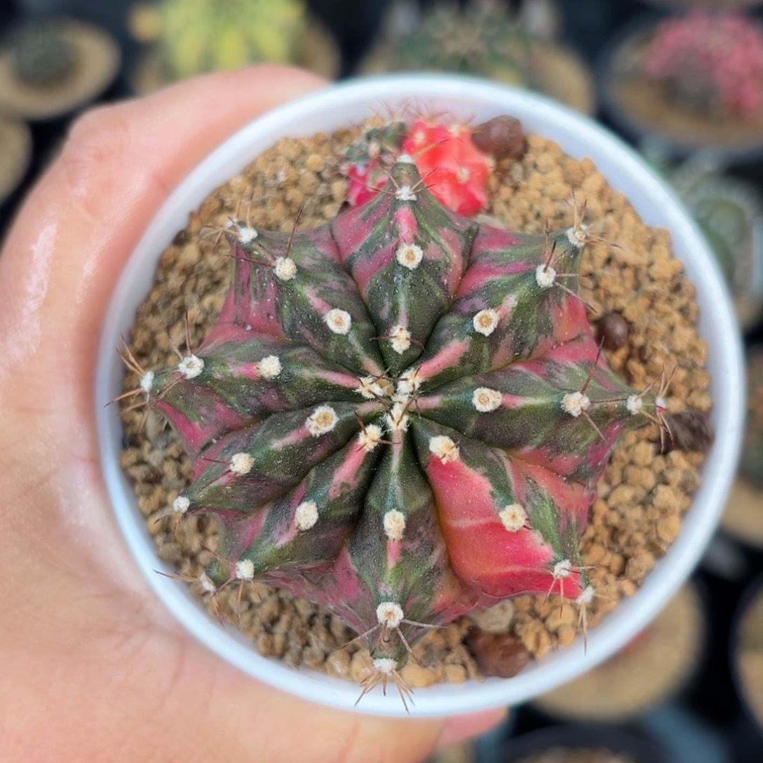 泰系米哈仙人球侧牙308