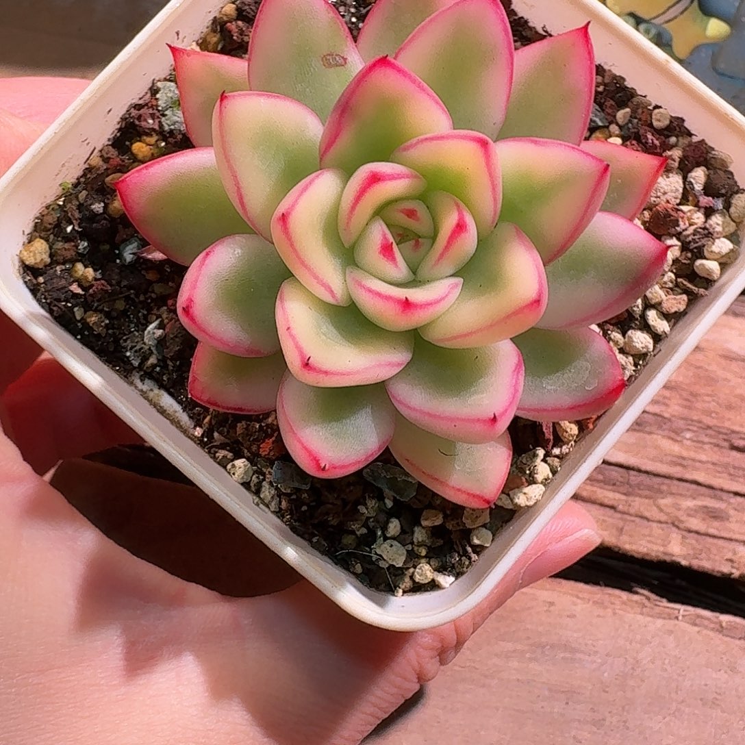 阿斯娜锦多肉多肉