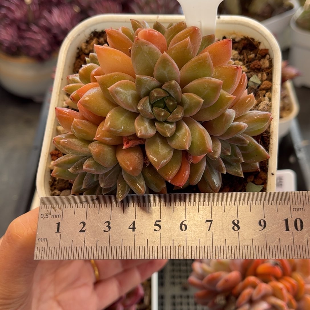 1166 天冷必拍保温箱