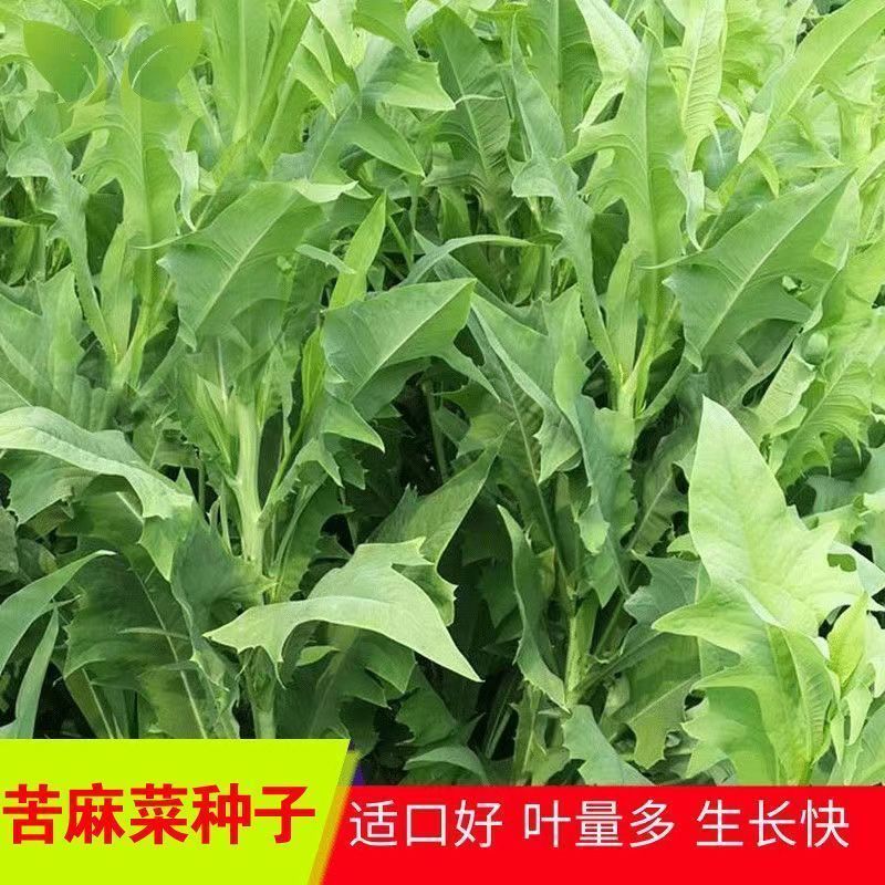 【全店拼满5包包邮】 苦麻菜种子包装袋13x19厘米每包约800粒左右