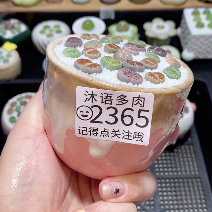精美盆栽 一物一拍 2365