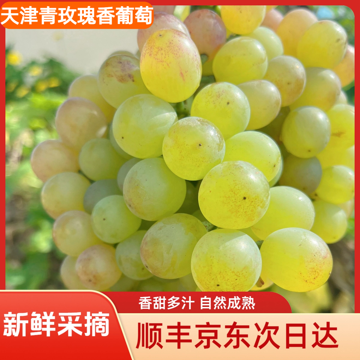 【次日到】天津青玫瑰香葡萄1斤2斤4斤顺丰京东包邮明日必达天津市